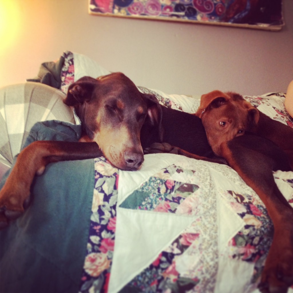 Hank and Violet snuggle up no the couch for a nap. 