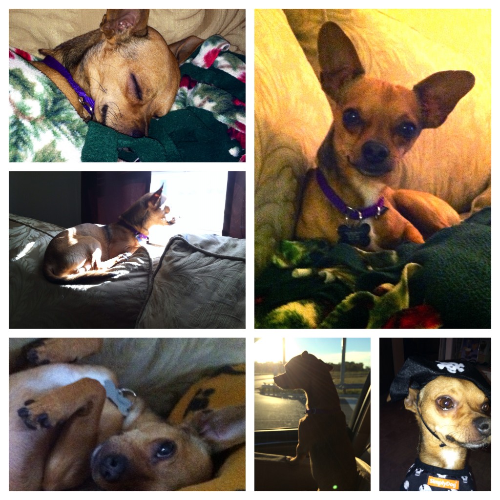 This collage was put together by his family who deeply love him and want Chico to come home. 