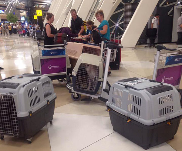 It takes a village. The Baku rescue dogs have arrived and are resting ...